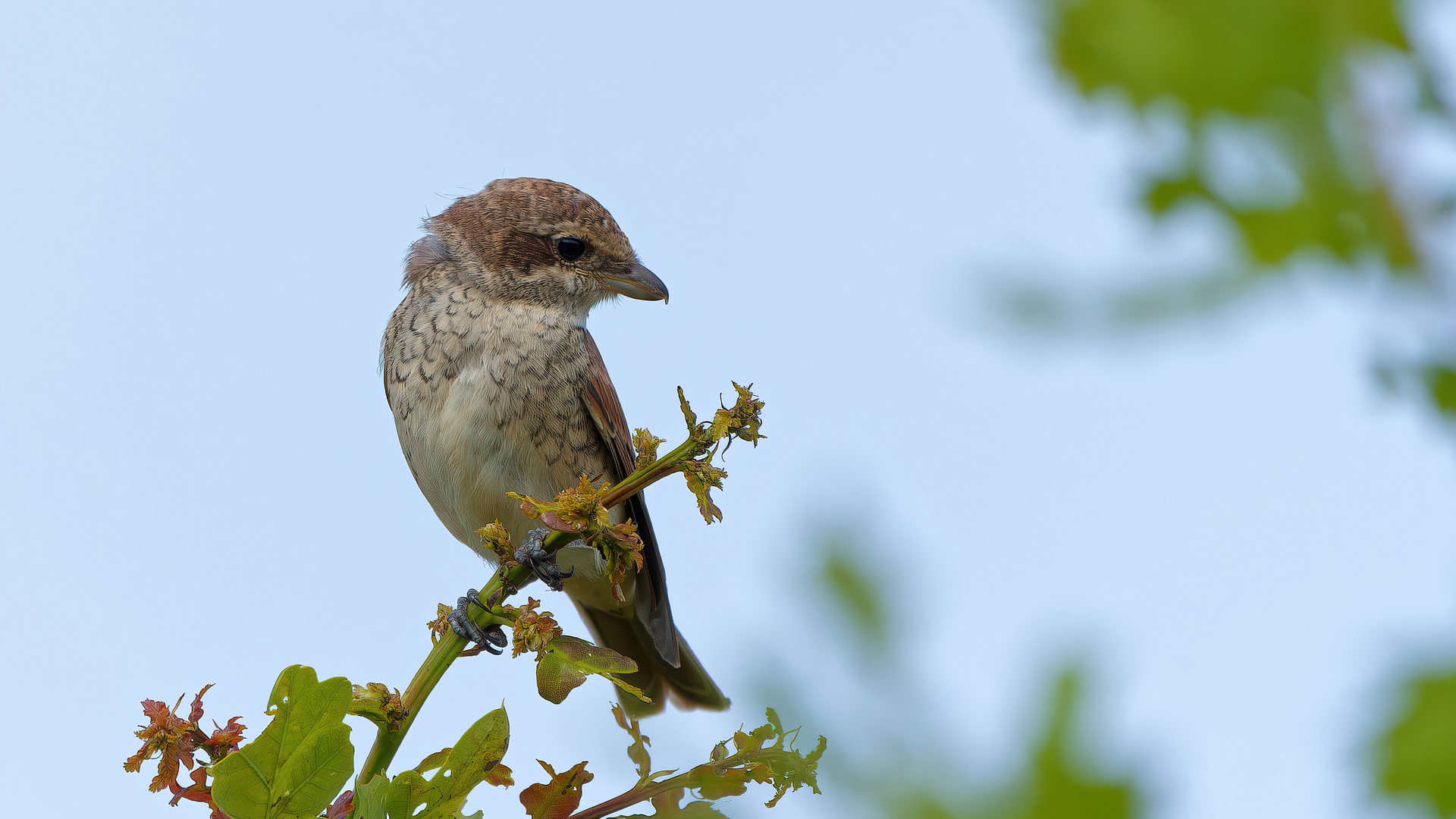 Neuntöter Jungvogel