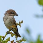 Neuntöter Jungvogel