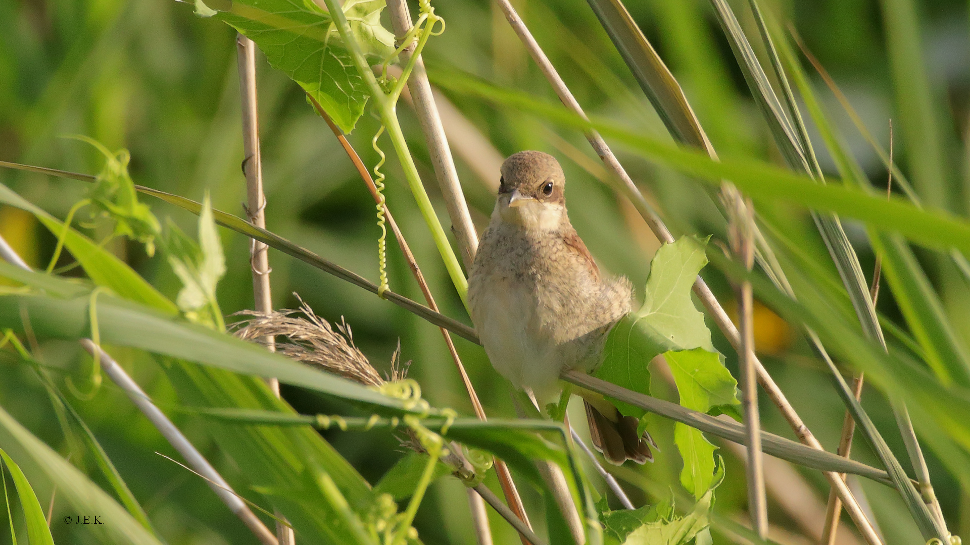 Neuntöter (Jungvogel)