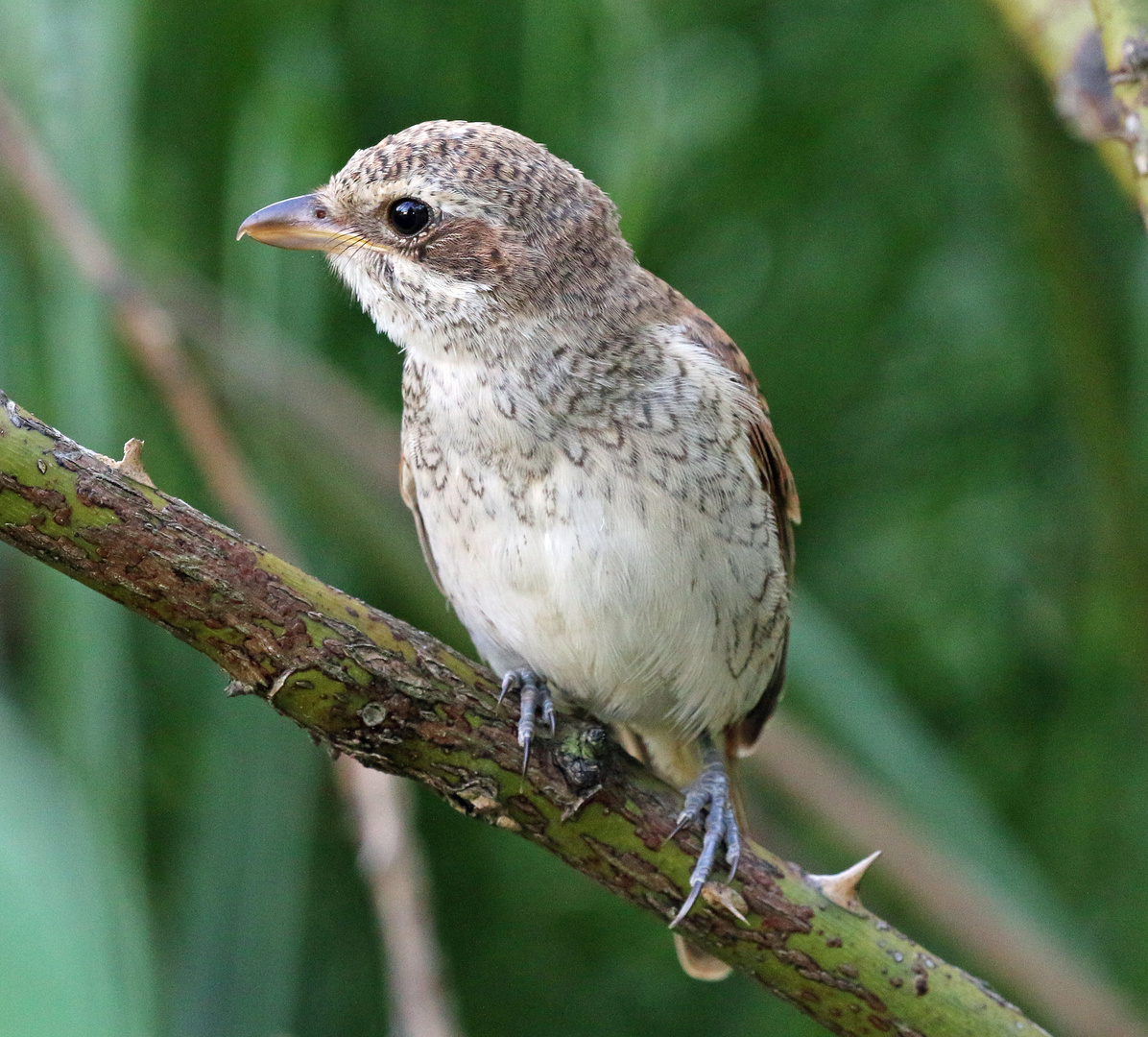 Neuntöter - Jungvogel