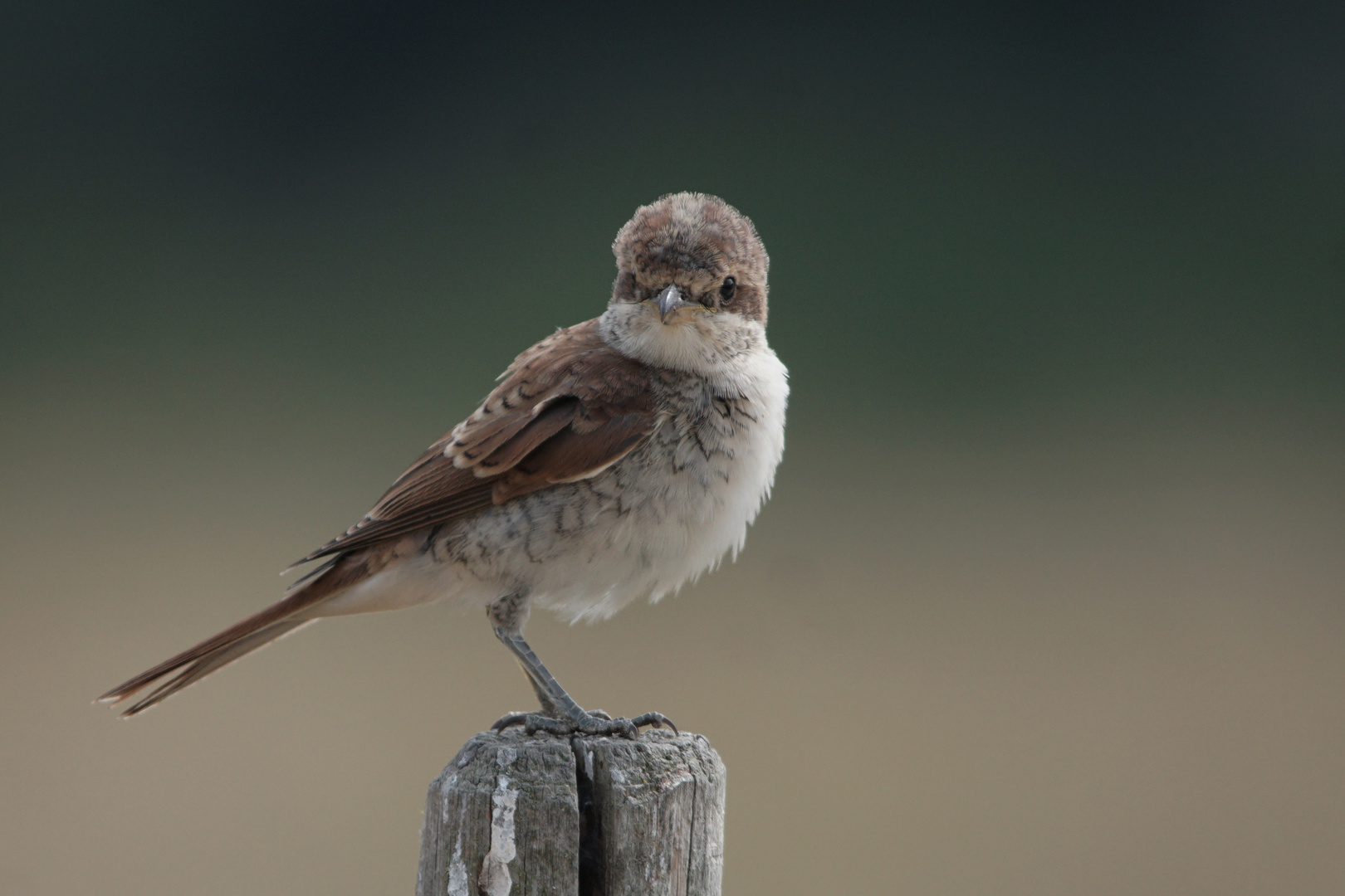 Neuntöter -Jungvogel