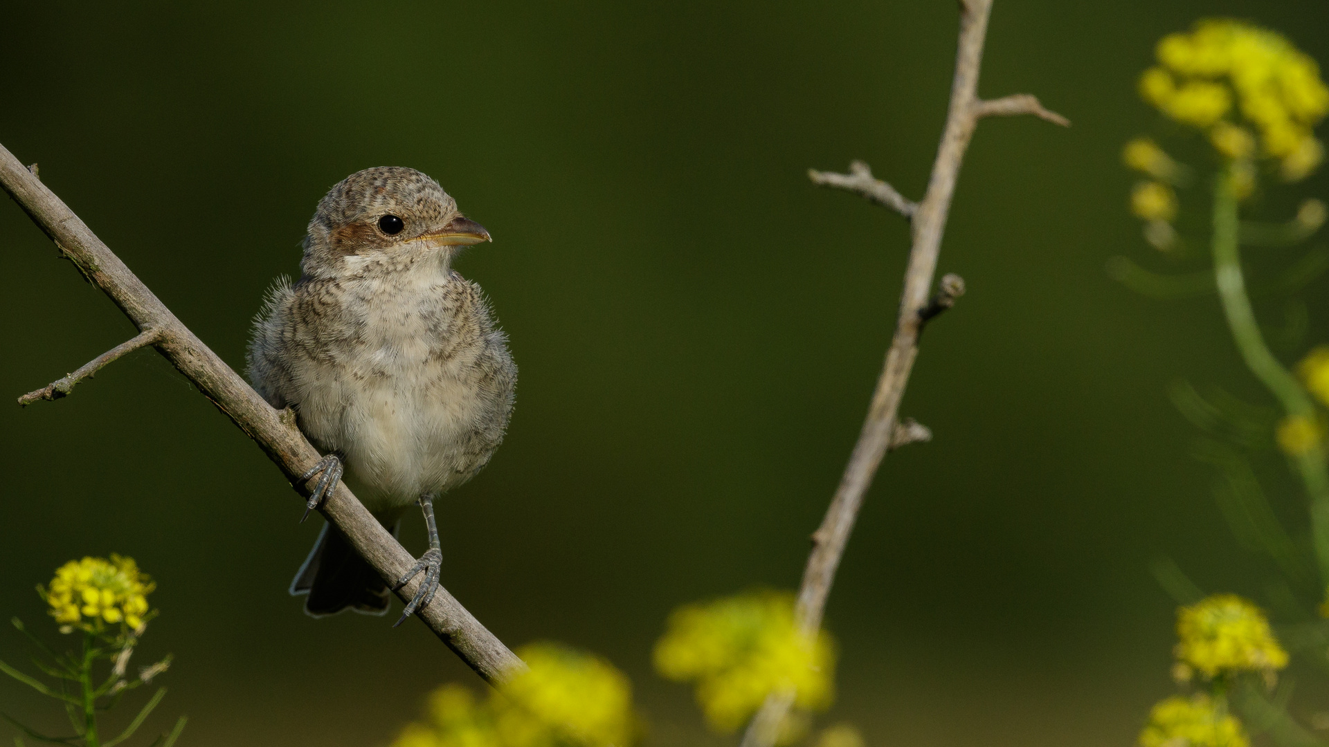 Neuntöter Jungvogel