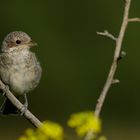 Neuntöter Jungvogel