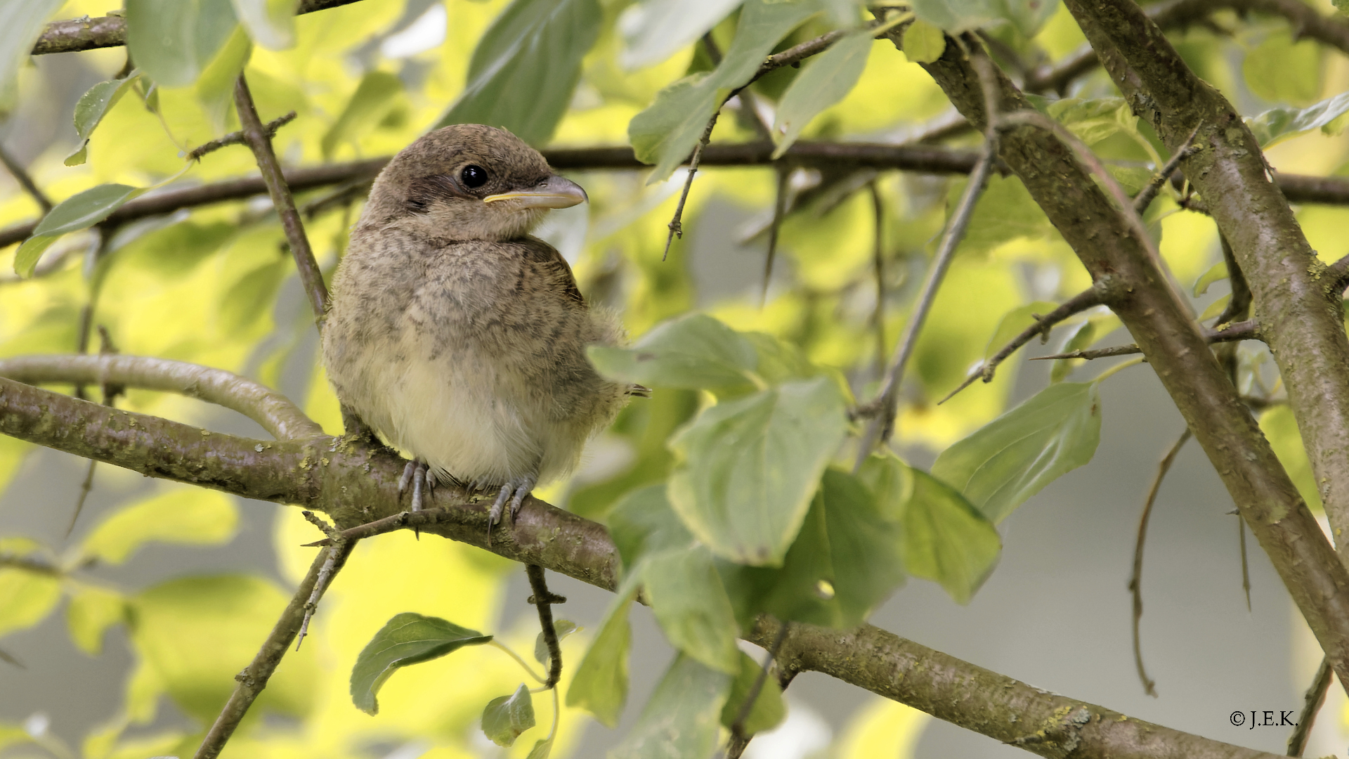 Neuntöter (Jungvogel)