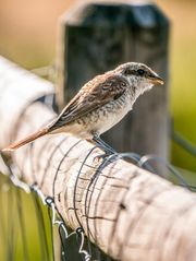 "NEUNTÖTER JUNGVOGEL"