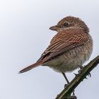 Neuntöter Jungvogel