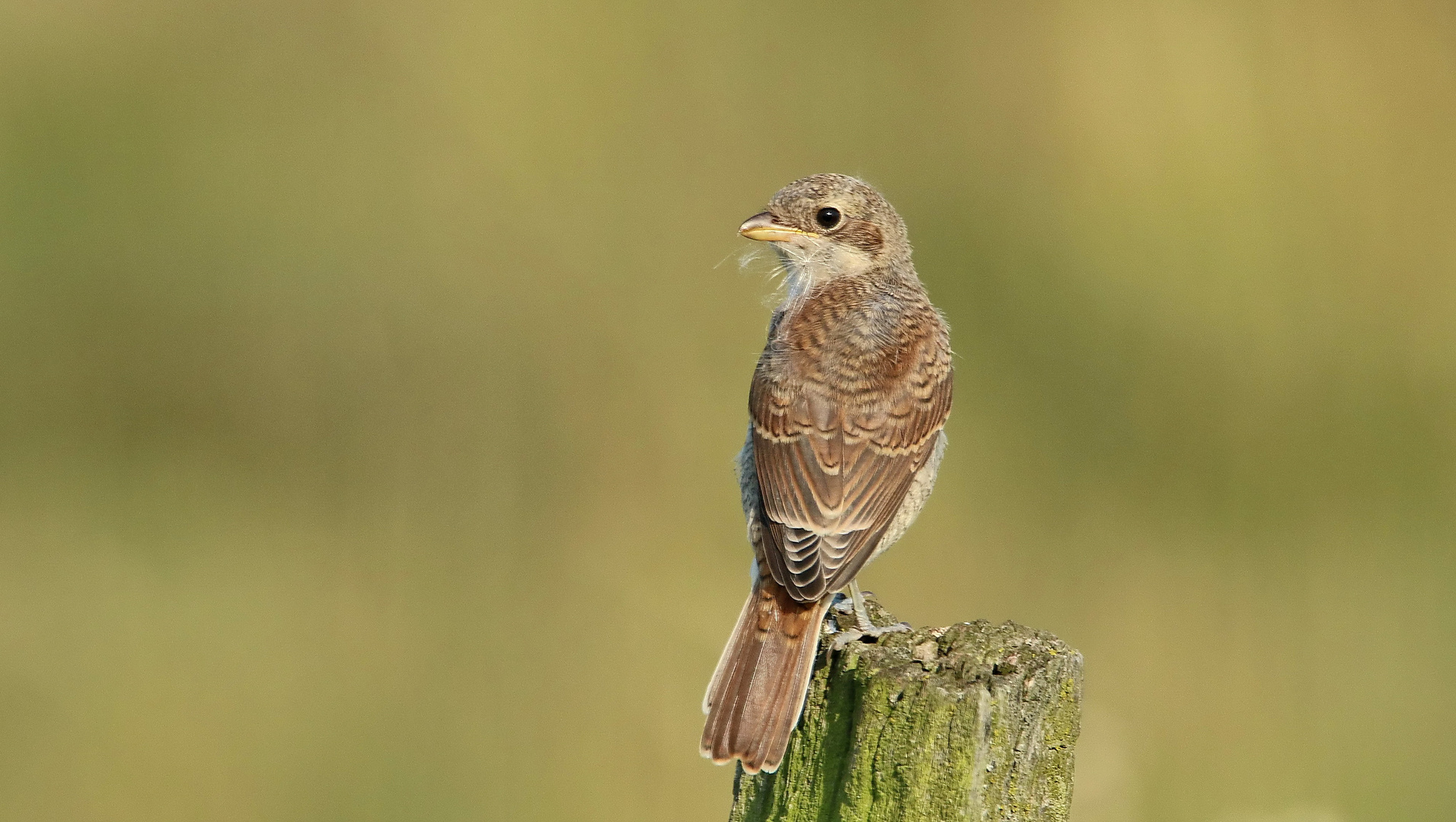 Neuntöter Jungvogel