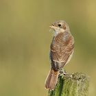 Neuntöter Jungvogel