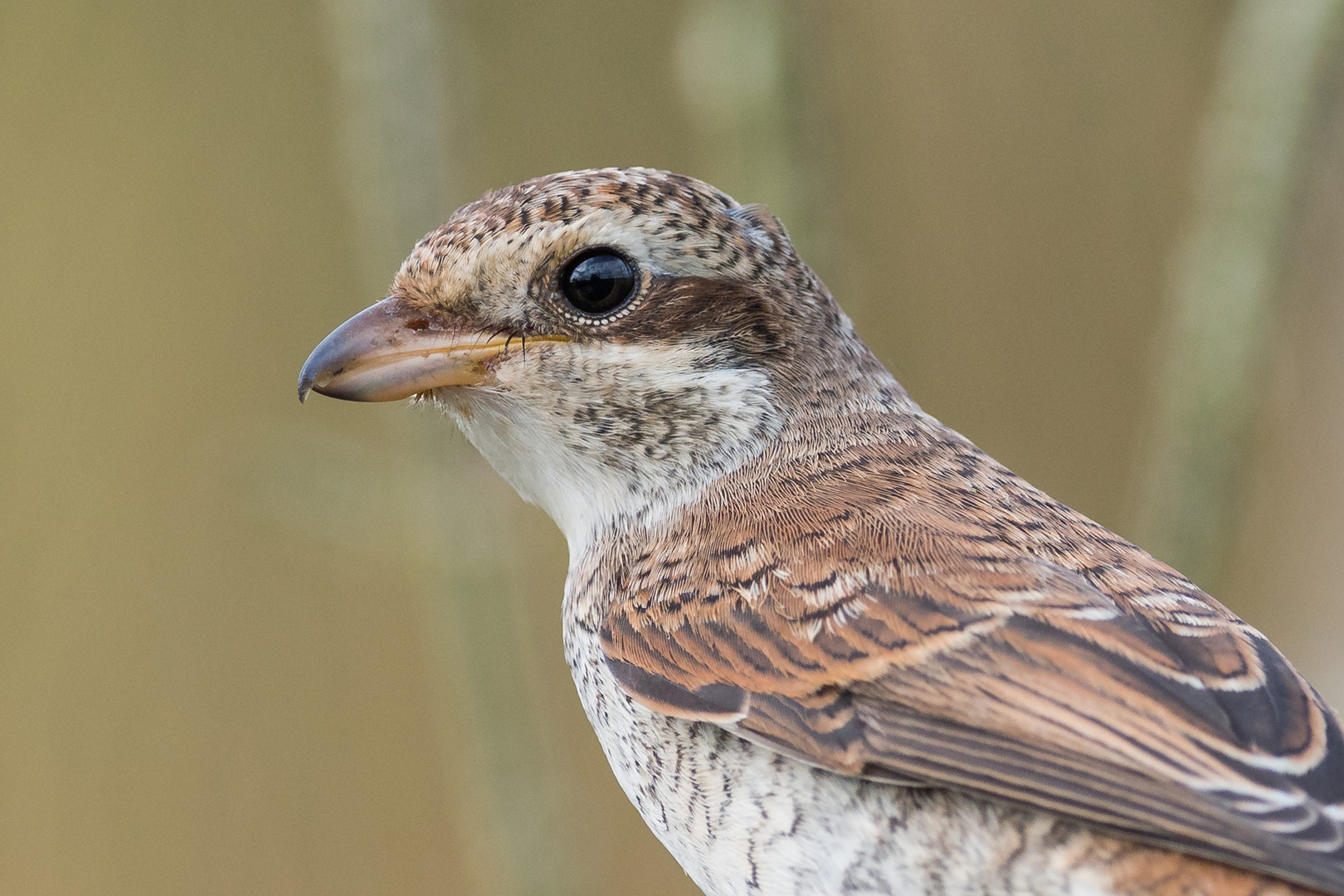 Neuntöter Jungvogel