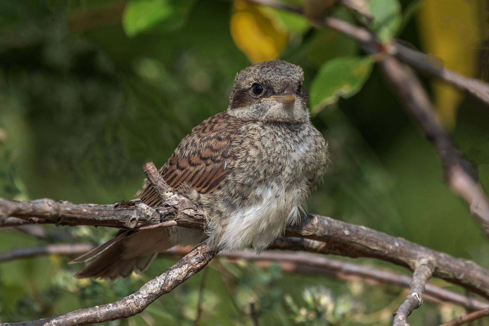 Neuntöter Jungvogel