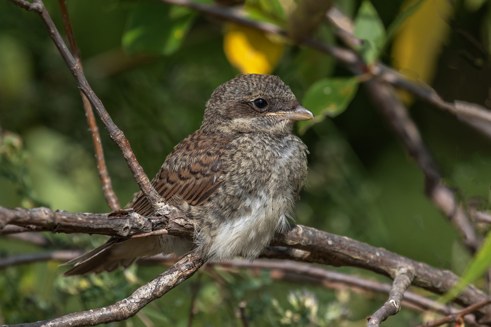 Neuntöter Jungvogel