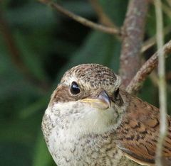 Neuntöter - Jungvogel