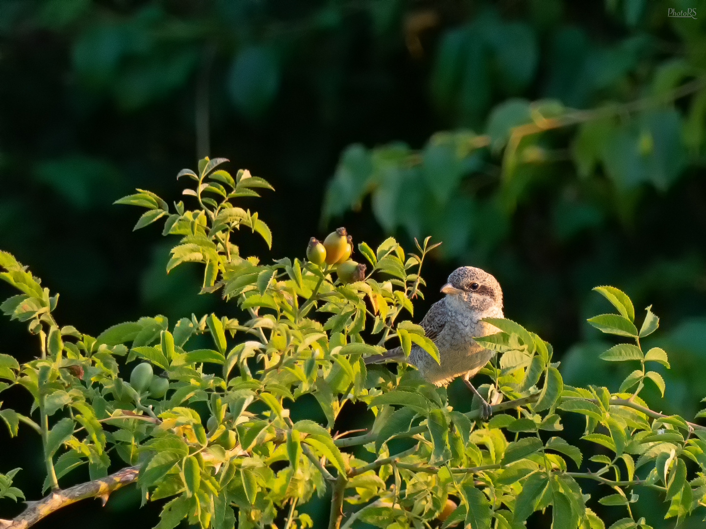 Neuntöter Jungvogel