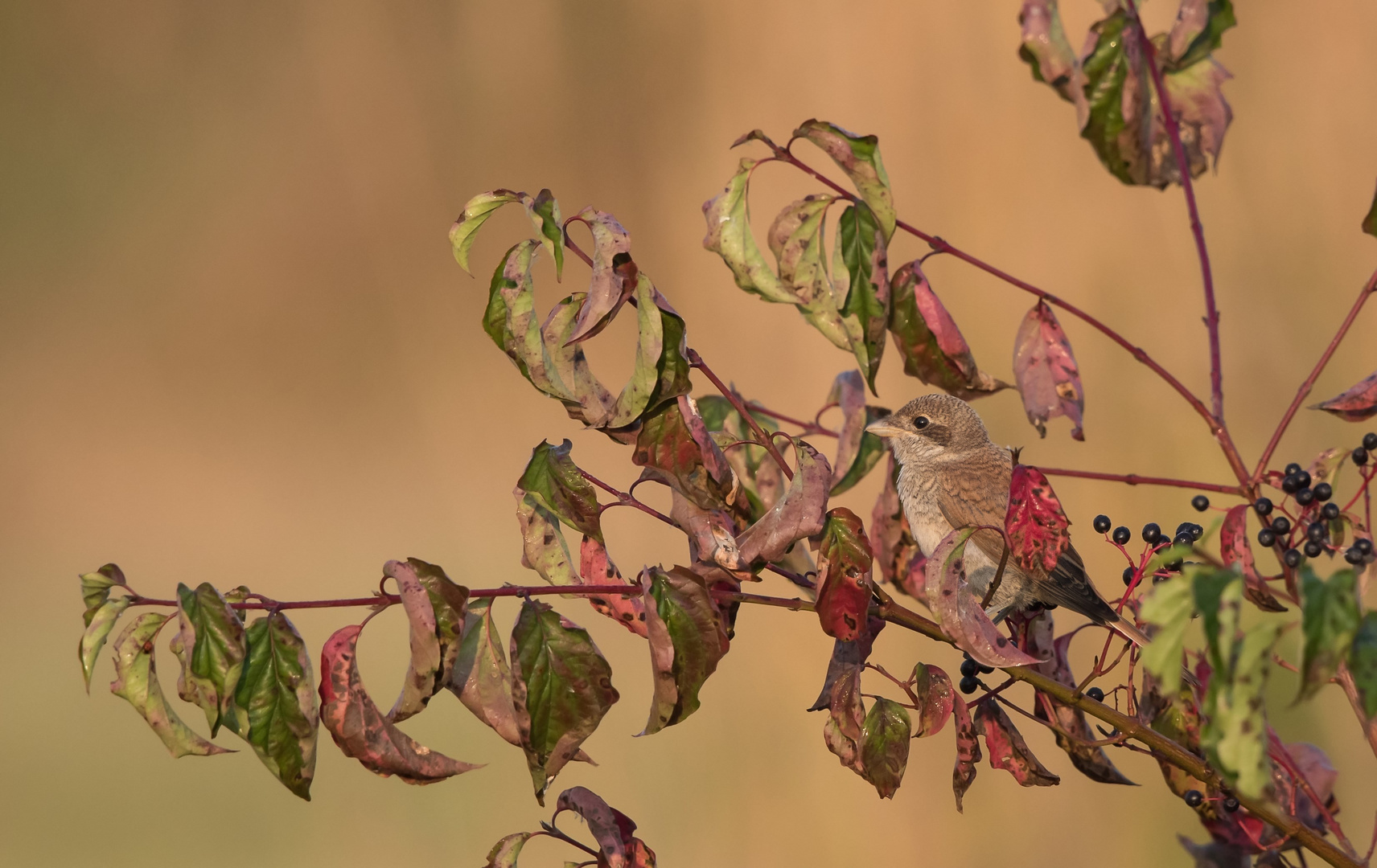 Neuntöter Jungvogel