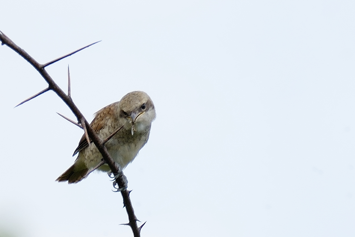 Neuntöter Jungvogel