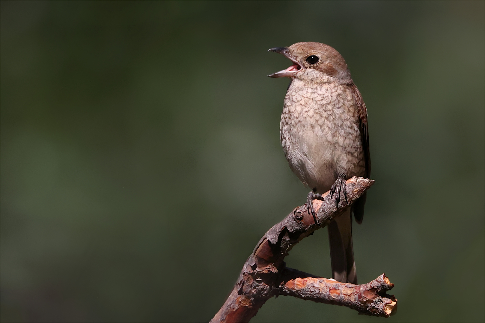 Neuntöter Jungvogel