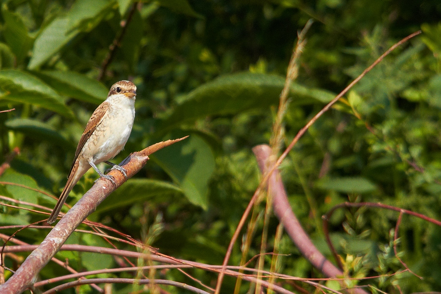 Neuntöter Jungvogel