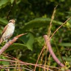 Neuntöter Jungvogel