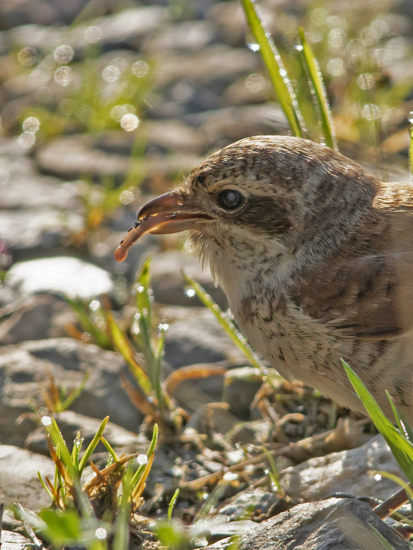 Neuntöter  -Jungvogel  dok. Beute oder Zunge ?