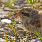 Neuntöter  -Jungvogel  dok. Beute oder Zunge ?