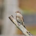 Neuntöter Jungvogel