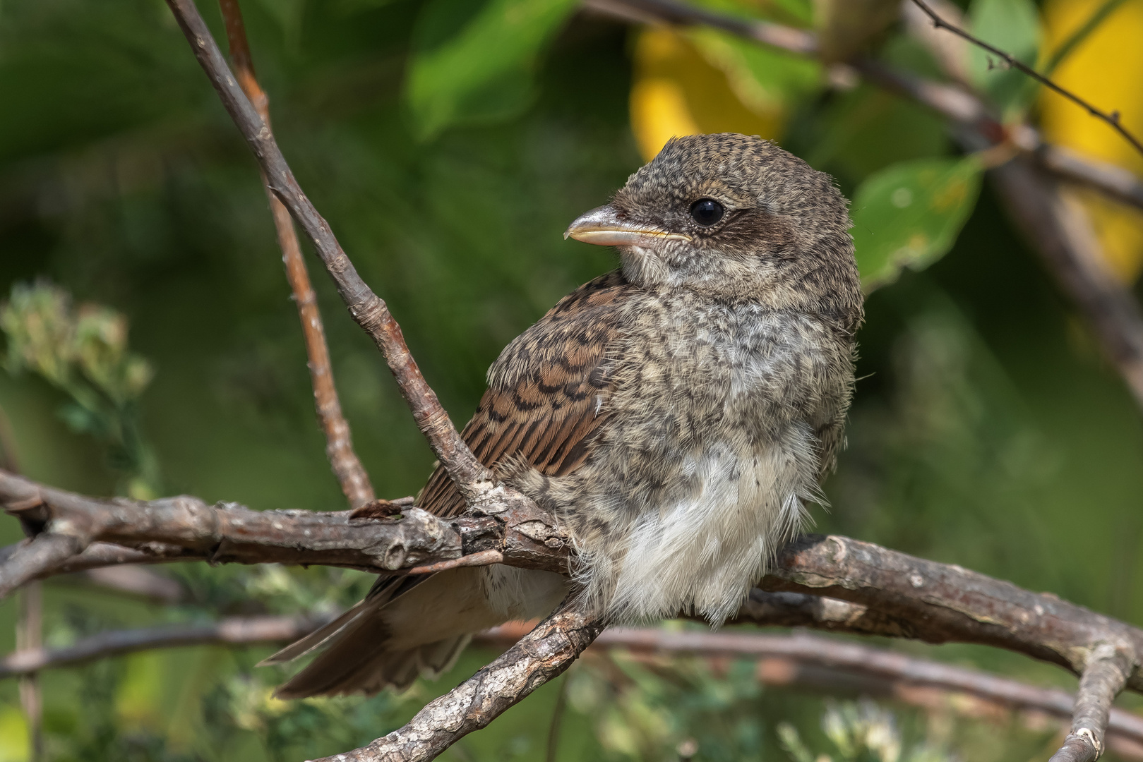 Neuntöter Jungvogel