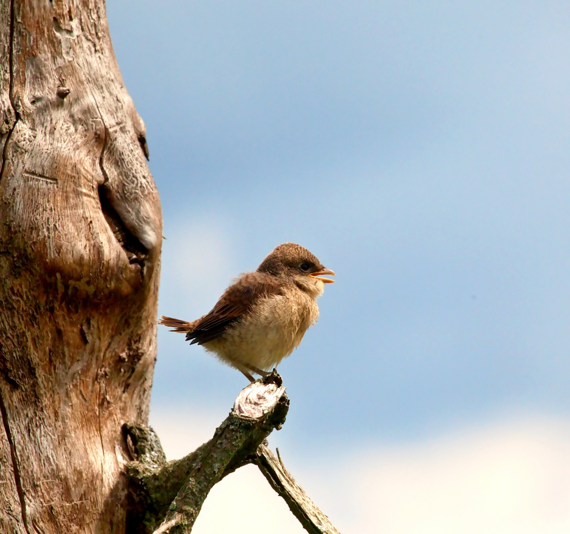 Neuntöter (Jungvogel) 