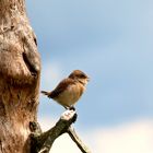 Neuntöter (Jungvogel) 