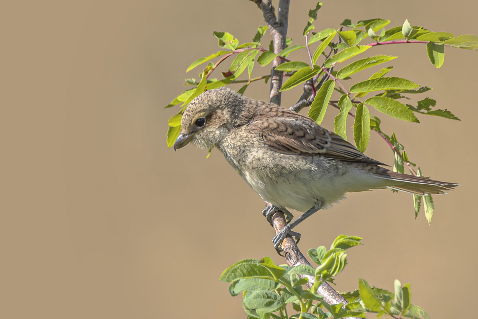 Neuntöter Jungvogel