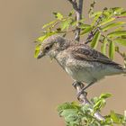 Neuntöter Jungvogel