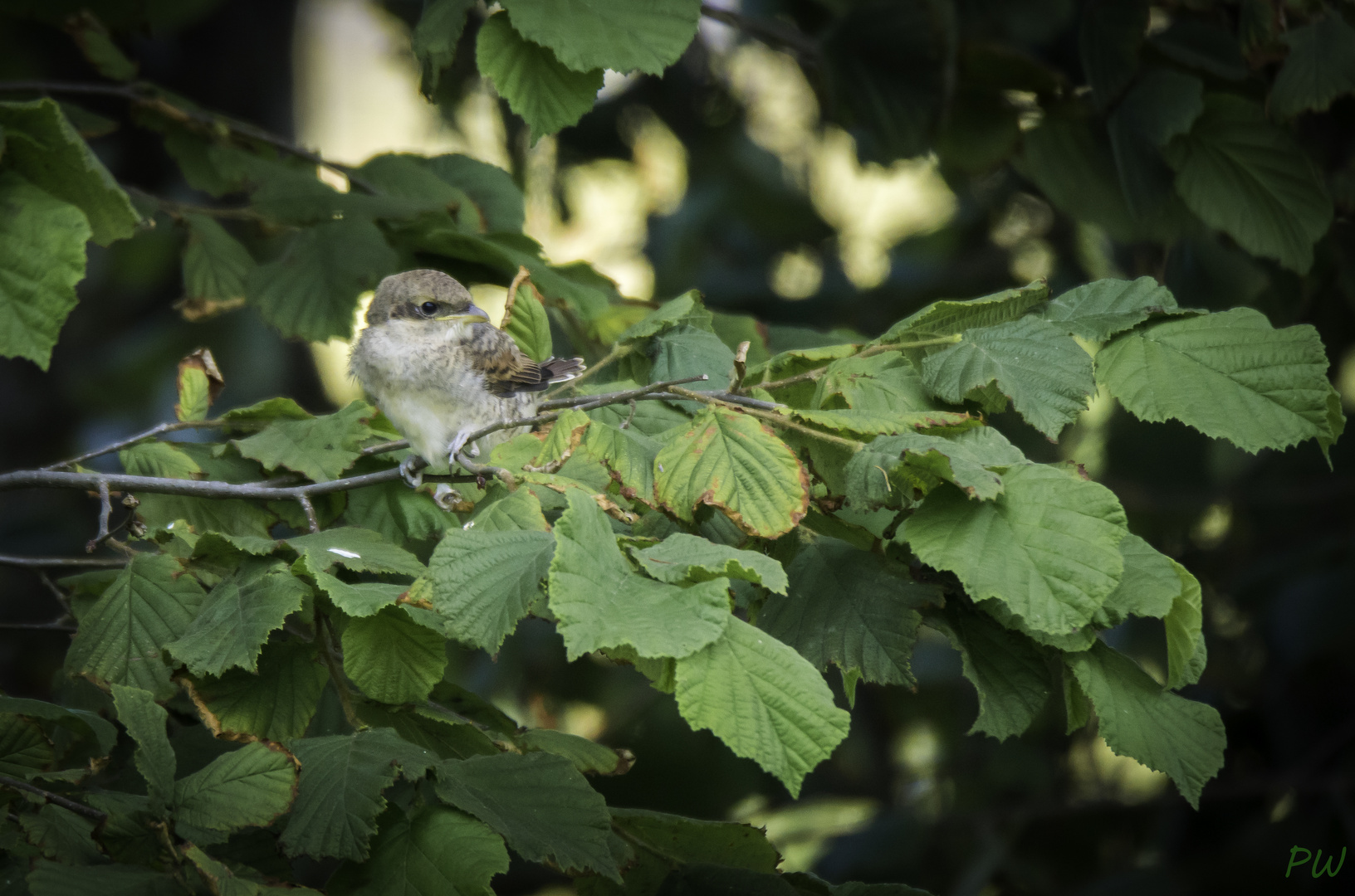 Neuntöter Jungvogel