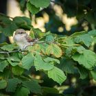 Neuntöter Jungvogel