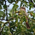 Neuntöter Jungvogel (flügge)