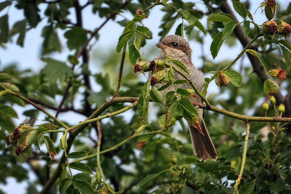 Neuntöter Jungvogel (flügge)