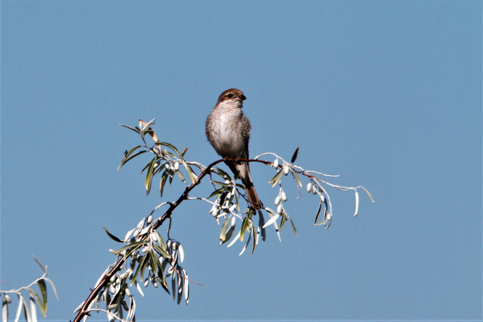  Neuntöter Jungvogel Geiseltal