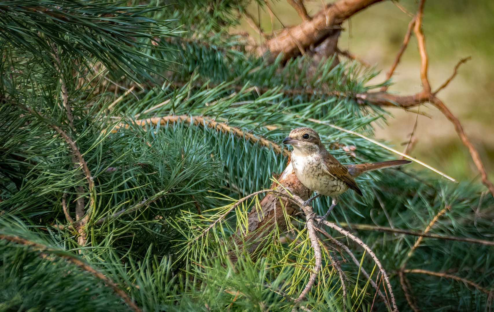 "NEUNTÖTER" - Jungvogel oder Weibchen?