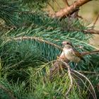 "NEUNTÖTER" - Jungvogel oder Weibchen?