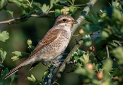 Neuntöter - könnte Jungvogel sein