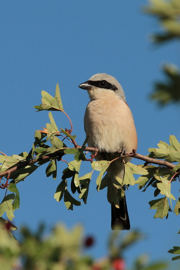 Neuntöter ( Lanius collurio )