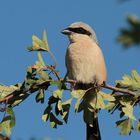 Neuntöter ( Lanius collurio )