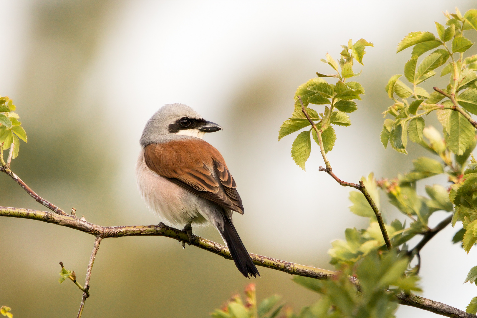 Neuntöter (Lanius collurio)