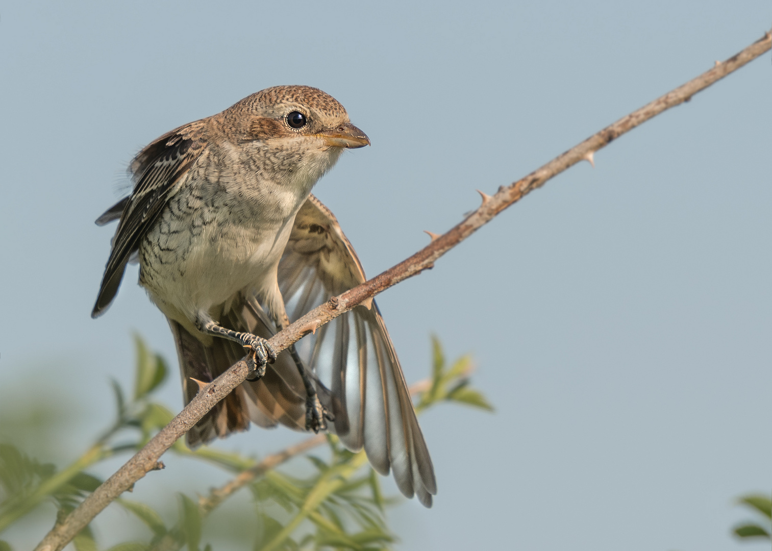 Neuntöter (Lanius collurio)