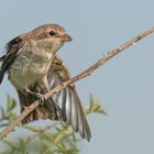 Neuntöter (Lanius collurio)