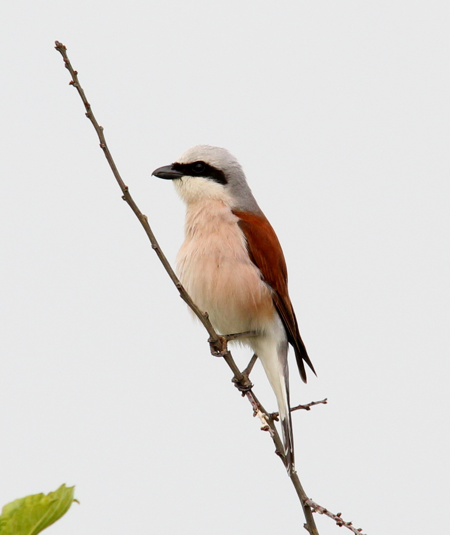 Neuntöter (Lanius collurio)