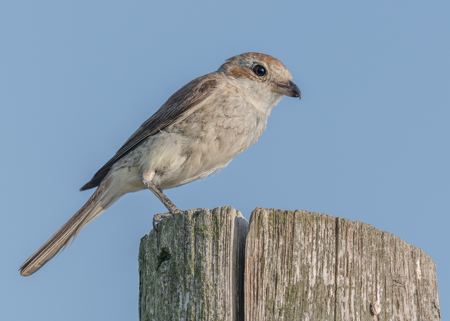 Neuntöter (Lanius collurio)