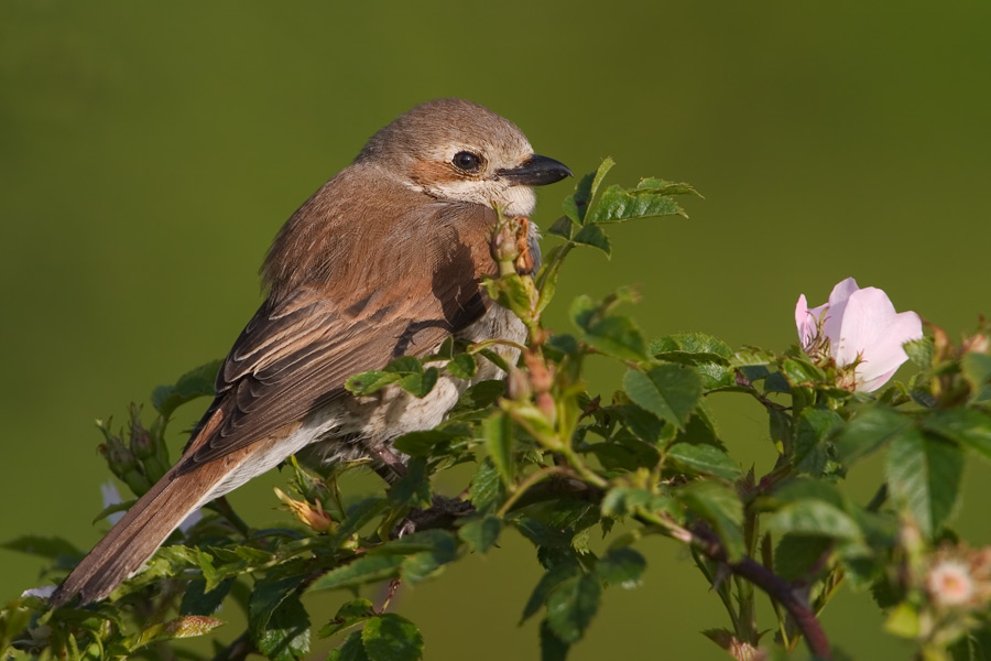 Neuntöter (Lanius collurio)