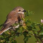 Neuntöter (Lanius collurio)