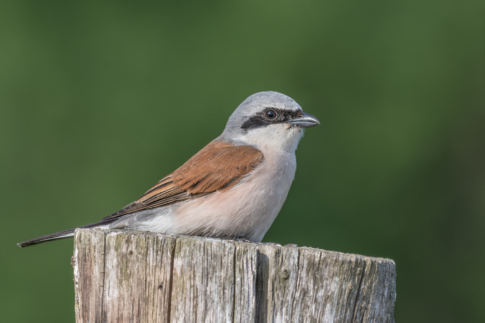 Neuntöter (Lanius collurio)