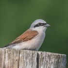 Neuntöter (Lanius collurio)