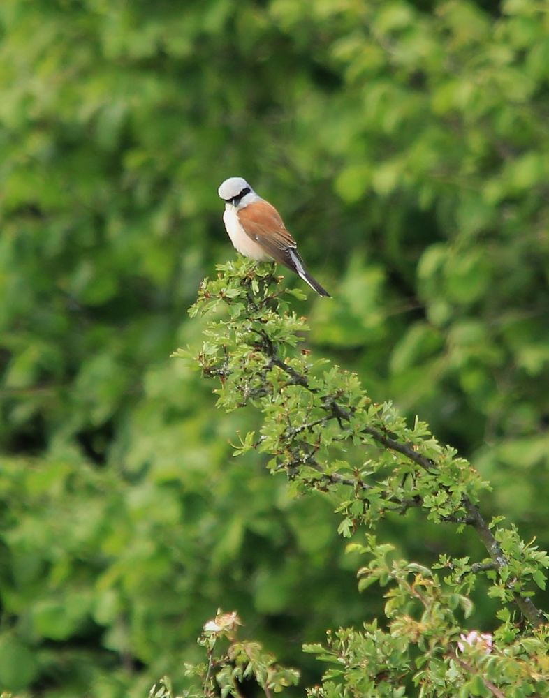 Neuntöter (Lanius collurio)